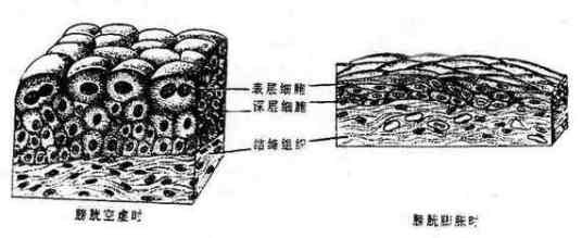 上皮组织