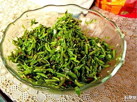 凉拌柳芽