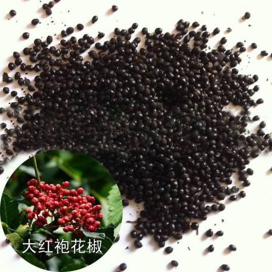 花椒籽