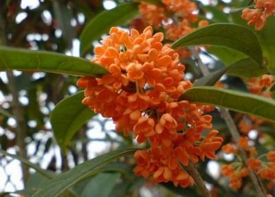 丹桂（福建省农业科学院茶叶研究所培育的乌龙茶新品种）