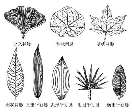 叶脉（叶片上可见的脉纹）