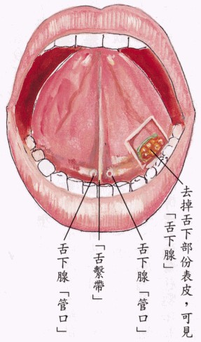舌下腺