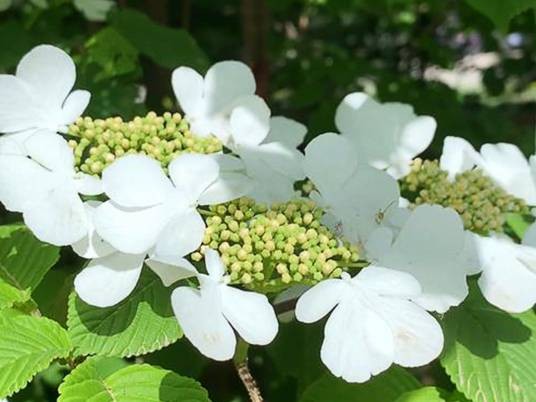 蝴蝶树（中药）
