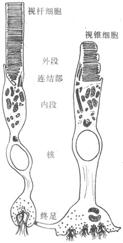 视锥细胞