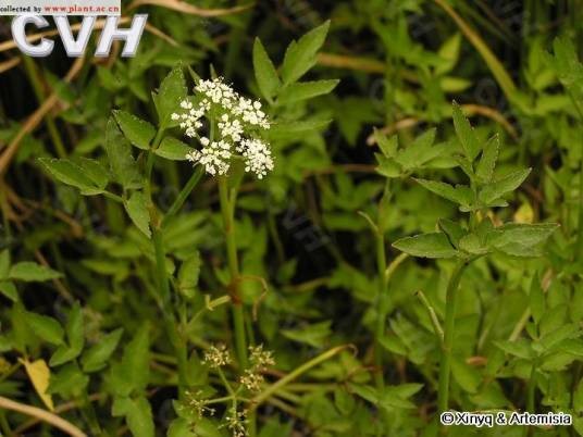 水芹（伞形科水芹属的一种植物）