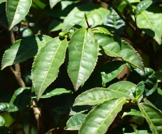 普洱茶膏(中药)