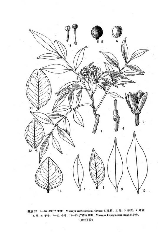 广西九里香（芸香科九里香属植物）