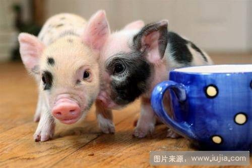 格洛斯特郡花猪