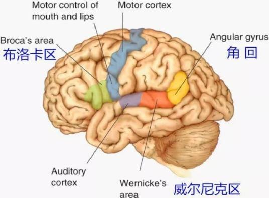布洛卡区