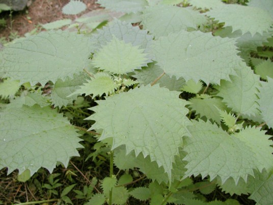 大蝎子草（荨麻科蝎子草属的植物）