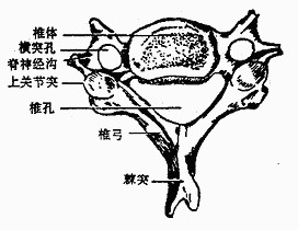 椎体