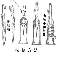 嫁接（植物的人工繁殖方法之一）