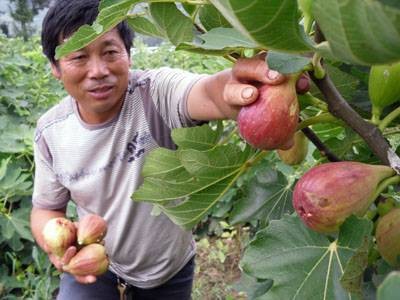 石桥头镇