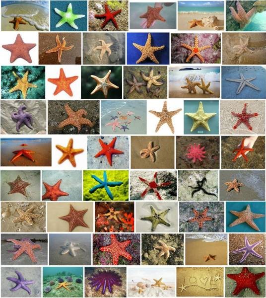 海星(棘皮动物门海星纲动物)