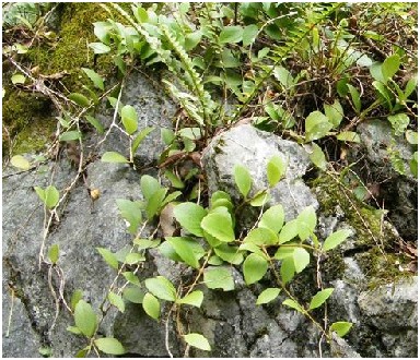 下山虎(中医药材)