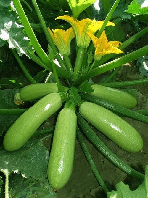 高原夏菜（高海拔地区的优质蔬菜）