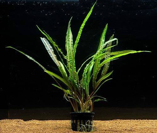 气泡椒草