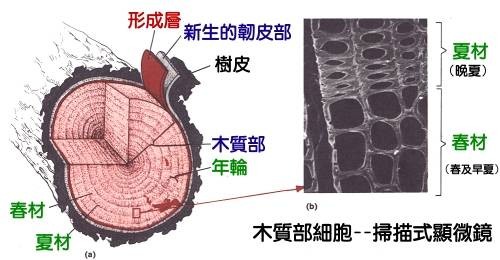 木质