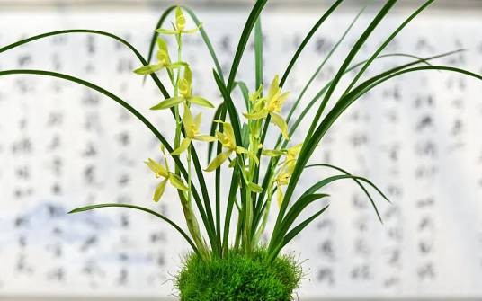 西蜀道光