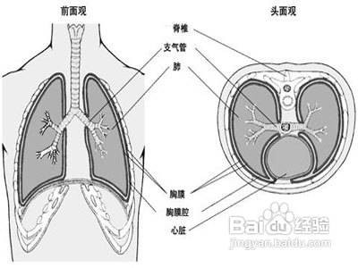 隔膜炎