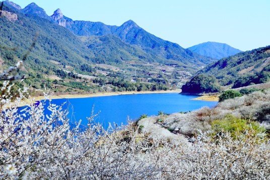 流溪香雪