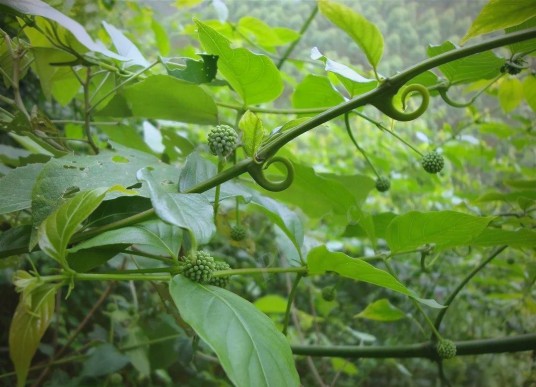 倒挂金钩(药材)