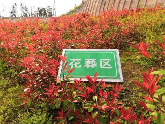 花葬（新型绿色殡葬形式）