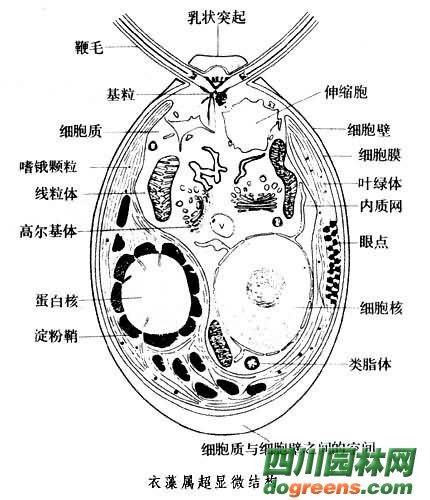 衣藻