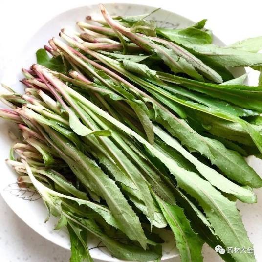 曲菜