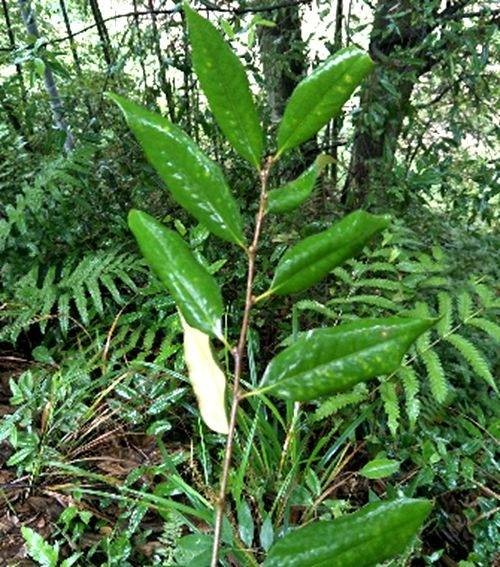 栲(壳斗科锥属植物)