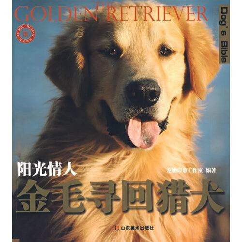 阳光情人：金毛寻回猎犬