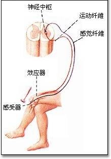 反射弧（反射的基本结构）