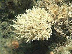 白枝海绵