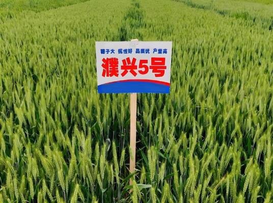濮兴5号
