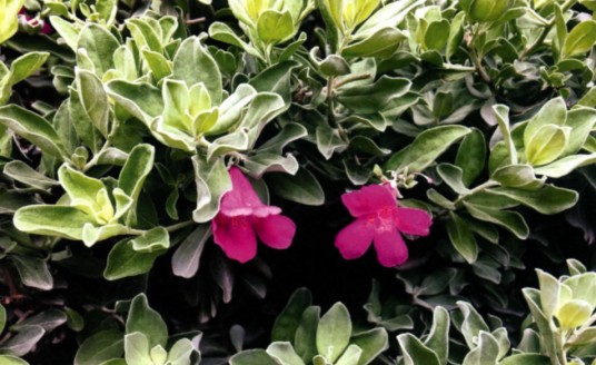 红花玉芙蓉
