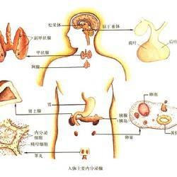 分泌(生物学概念)