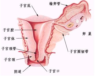 输卵管不通