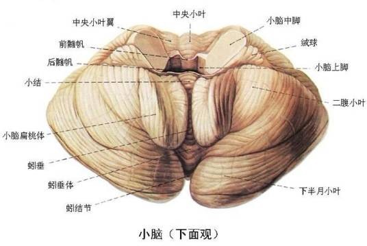 小脑（人体中的生理结构）