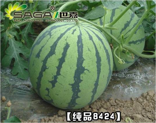 纯品8424