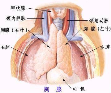 胸腺