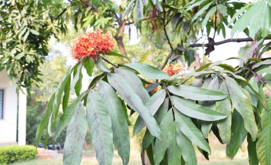 无忧花(豆科无忧花属植物)