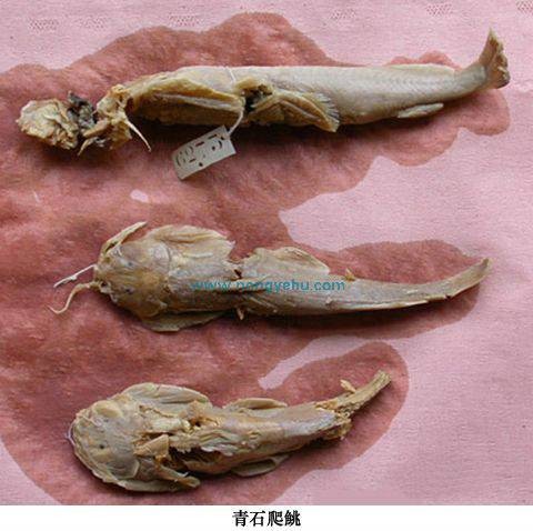青石爬鮡