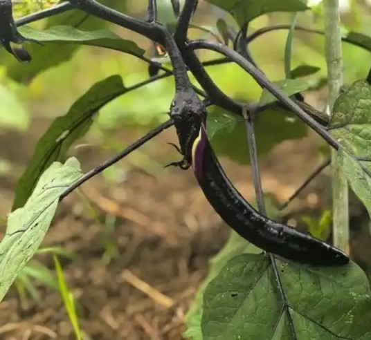 线茄