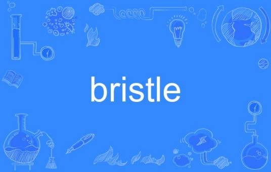 bristle（英语单词）