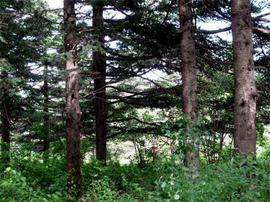秦岭冷杉（松科冷杉属植物）