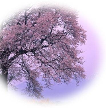 杨花（唐代诗人吴融诗作）