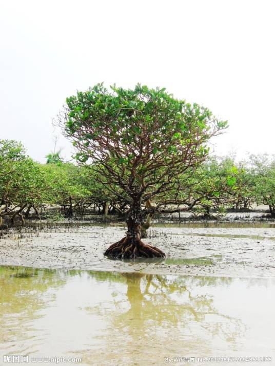红树（红树科红树属植物）
