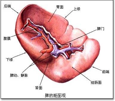 外周免疫器官