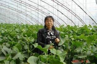 高丽红（中国农业大学教授）