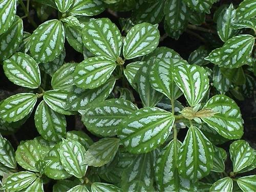 冷水花（荨麻科冷水花属植物）